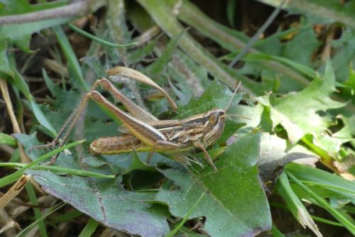 Euchorthippus declivus